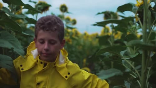 Boy Walks Through Sunflower Field in Yellow Coat