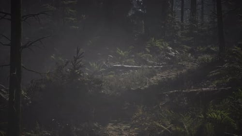 Pine and Spruce Tree Forest