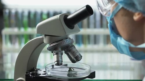 Scientist Observing Plant Under Microscope, Breeding of Vegetable Varieties