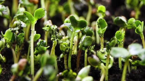Tiny Green Sprouts Growing in Dark Soil