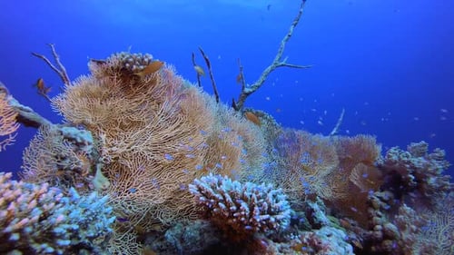 Underwater Sea Coral Reef