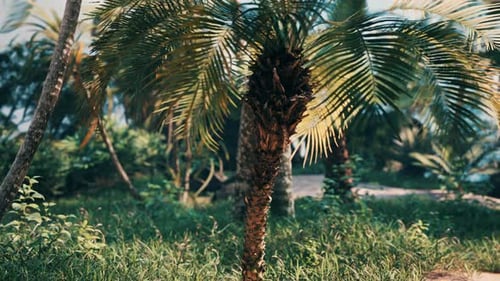 Tropical Palm Trees Swaying Gently in Lush Natural Forest