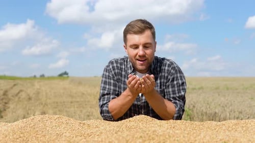 Farmer Inspects Grain Pile in Field on Sunny Day