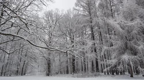 Von Schnee bedeckter Wald