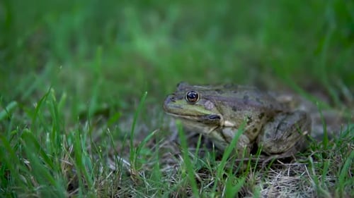 Slowly Large Green Toad Sits on the Grass. Swamp Toad Close-up
