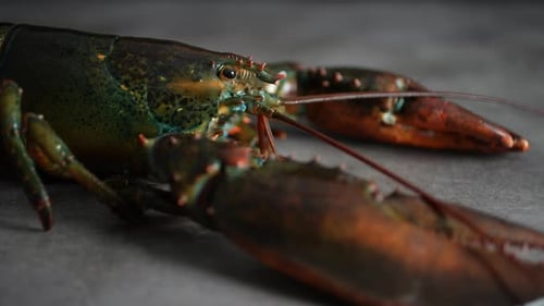 Lobster 69