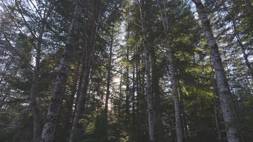 Rain Forest in British Columbia Canada