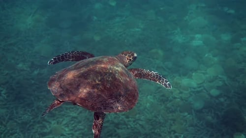 Hawksbill Sea Turtle at the Thailand Seen While Diving and Snorkeling Underwater
