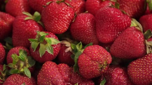 Harvest of ripe red strawberries rotating. Sweet and tasty red fresh berries
