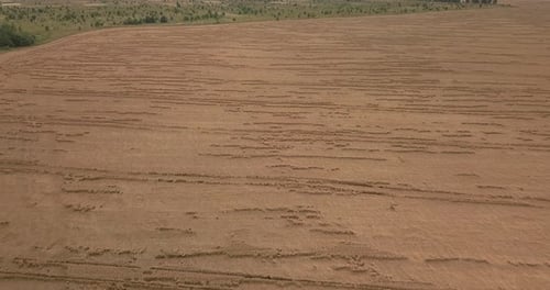 Drone Flight Over a Wheat Field on a Summer, Sunny Day