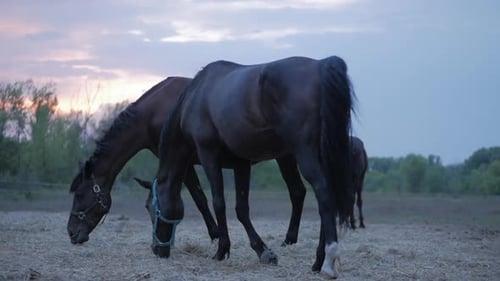 Beautiful Thoroughbred Horses Graze in the Meadow, Eat Grass. Animal Care