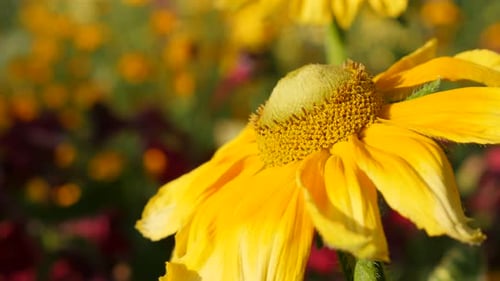 Rudbeckia hirta Irish Spring flower and bee 4K 3840X2160 UltraHD footage - Rudbeckia hirta Irish ey