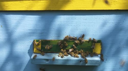 Abelhas voando para dentro e para fora Beehive 26