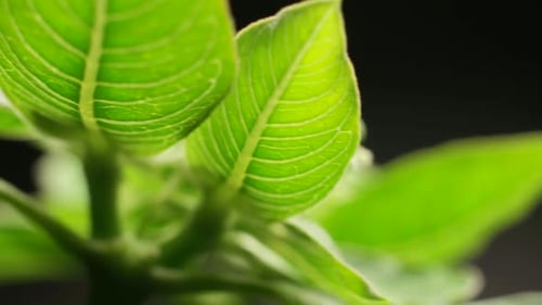 Grünes Blatt in der Natur