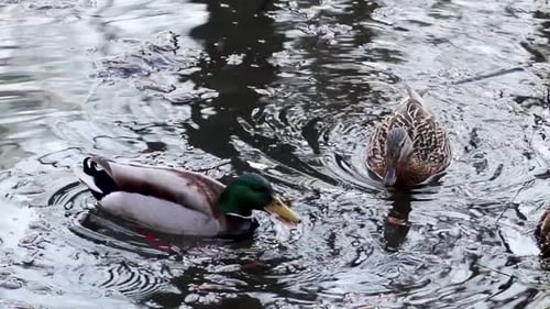 Männliche Stockente, gefleckte weibliche Enten fressen auf Wasser
