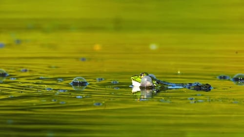 Ein Sumpffrosch, der Stimmsäcke aufbläst, krächzt und schwimmt im Green Pond. - Selective Focus,