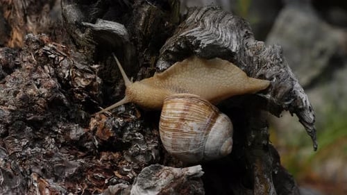 Schnecke 8