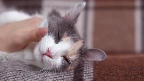 Play with Cozy Cat