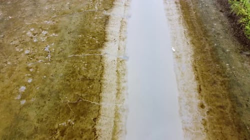 Move at swamp of egret bird search for food