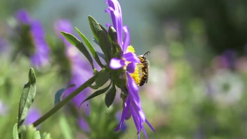 Bee Pollinating Purple Flower in Spring Sunlight