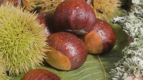 Close up of Fresh Brown Chestnuts