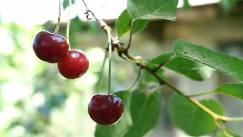 Mehrere reife rote Kirschbeeren hängen an Ästen, die am Sommertag im Wind schwingen.
