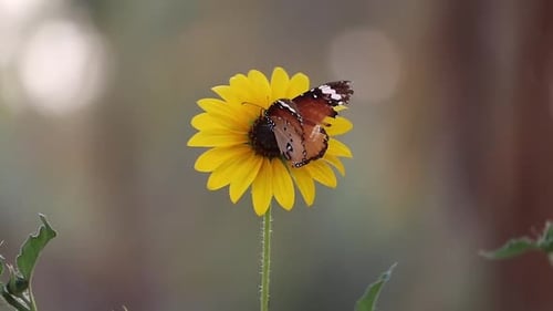 close up butterfly on sunflower