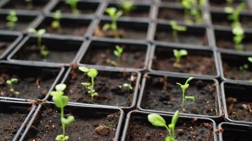 Close Up Shot of Little Sprouts in Pots in Greenhouse Farm