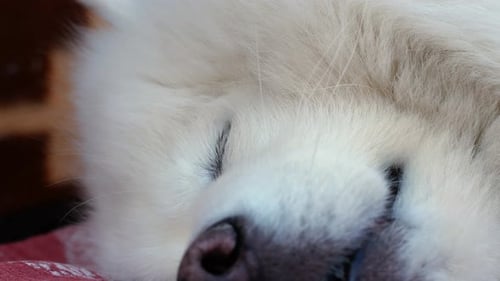 The white dog is sleeping. Eye of a sleeping Samoyed dog. Close-up.
