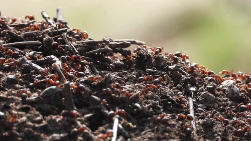 Ants Colony