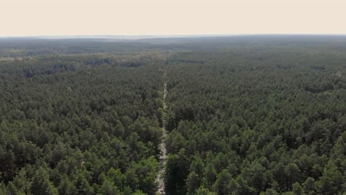 Route forestière solitaire
