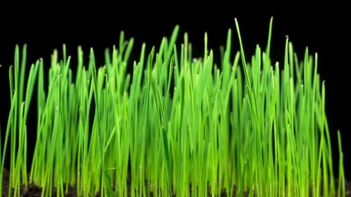 Frisches grünes Gras wächst