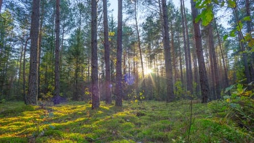 Grulla forestal al atardecer