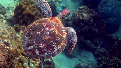 Sea Turtle Swims Under Water with Small Tropical Fishes on Background of Coral Reefs