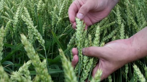 Farmer Inspecting Green Wheat in Field