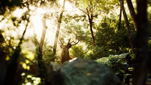 Forêt à cerfs de Red De
