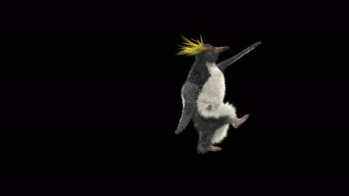 74 Penguin Dancing 4K