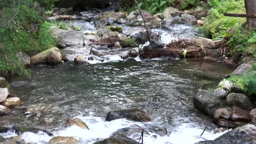 Stream of the Mountain River Among Stones and Trees