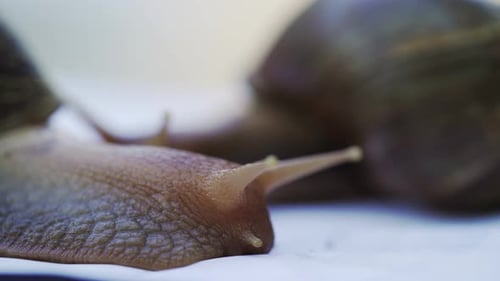 Detailed Close-Up of Two Snails