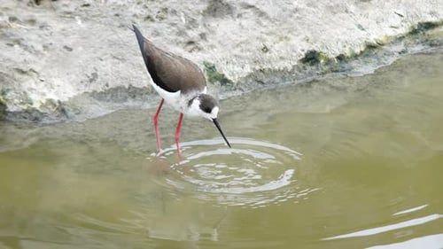 Black Winged Stilt