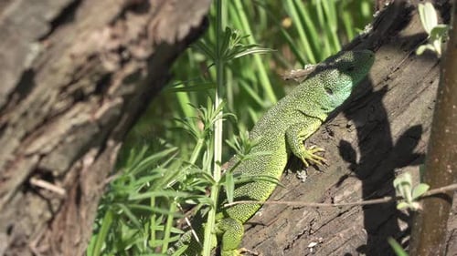 Green Lizard on a Tree