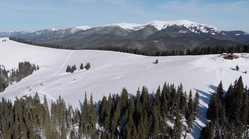 Flying Over Snowy Hills and Fir Forest on Top of Snowy Carpathians Mountains. Ski Resort