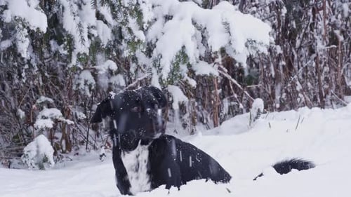 Dog Sitting Calmly in the Falling Snow