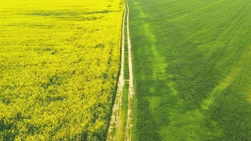 Beautiful Rape Blossom in a Rural Field with a Road. Aerial View