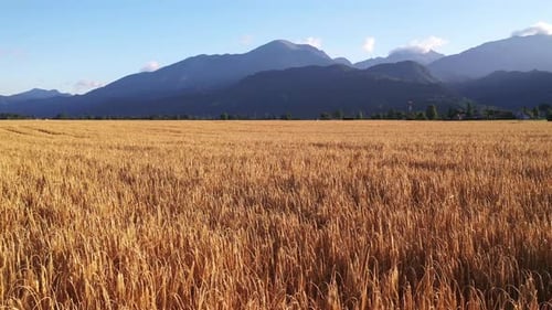 Wheat field in the summer