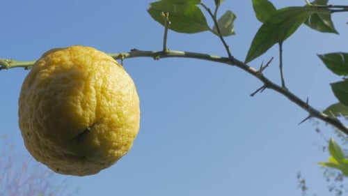 Vibrant Yellow Lemon on Branch Against Blue Sky