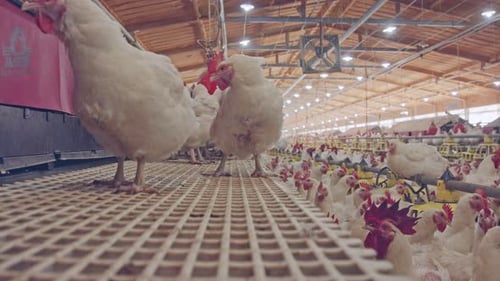 Close up of chickens in a large scale chicken farm