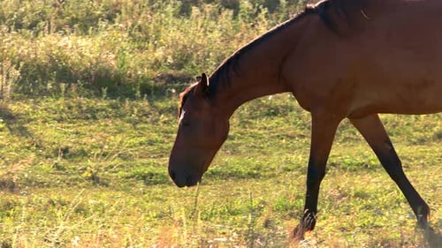 Brown Horse Grazing in a Sunny Meadow