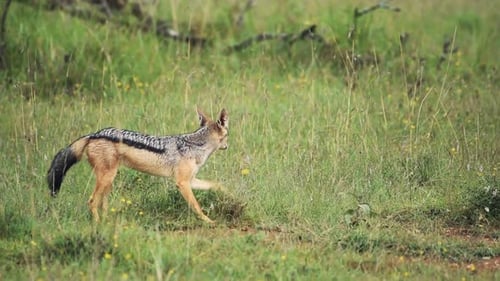 A Black-Backed Jackal Scratching The His Feet On The Ground And Shaking His Body In El Karama Lodge