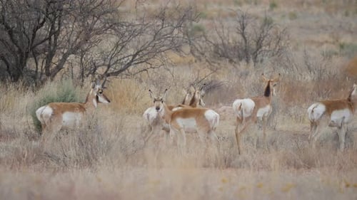Herd of Pronghorn Antelope in Central Arizona
